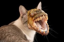 PIRANHA CAT POWER AUSTRIASIZE! Meme Template