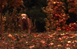 homeward bound shadow comes home Meme Template