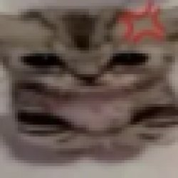 Mad kitty Meme Template