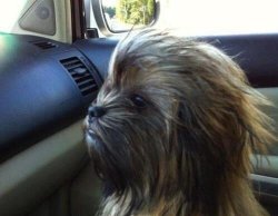 Chrisjoines1 Meme Template