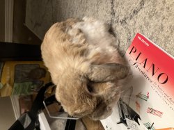 Teddy the bunny Meme Template