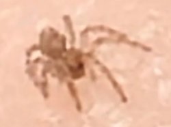 Low quality smallest spider Meme Template