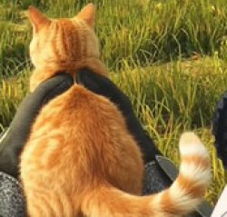 hideoutcat Meme Template