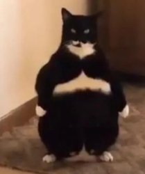 Fat Kat Meme Template