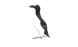 Great Auk Meme Template