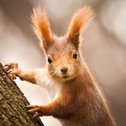 Confused squirrel Meme Template