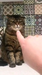 Pointing at the cat Meme Template