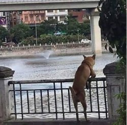 Thoughtful dog Meme Template
