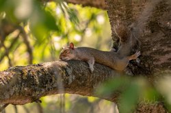Sleeping squirrel Meme Template