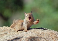 Thirsty squirrel Meme Template