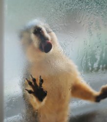 Squirrel and condensation Meme Template