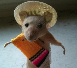 Mexican mouse Meme Template