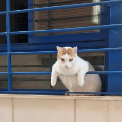 Cat hanging out Meme Template