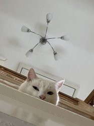 Yeah. I see you. Meme Template