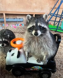 Racoon in car Meme Template
