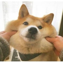 Cute Shiba Meme Template