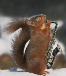 Saxophone squirrel Meme Template