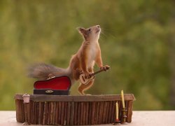 Guitar squirrel Meme Template