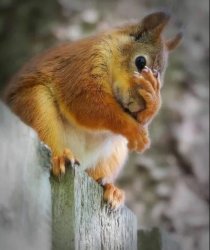 Smh squirrel Meme Template