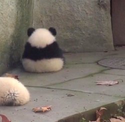 Panda Sitting Meme Template