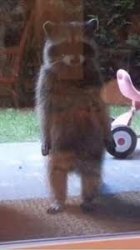 Raccoon Meme Template