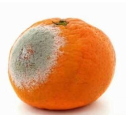 Rotting Trump orange Meme Template