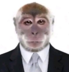 Monkey ID Photo Meme Template