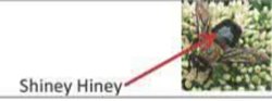 Shiney hiney sensitive bee Meme Template