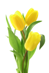 Tulips Meme Template