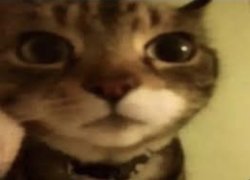 Cat stare Meme Template