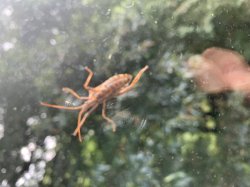 Jummy hat Meme Template