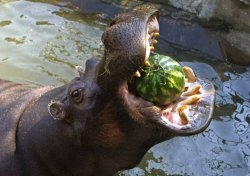 Hippo eating watermelon Meme Template