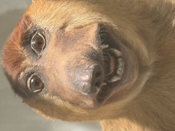 Animal Smile Meme Template