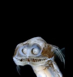 Ugly fish face Meme Template