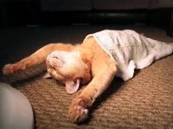 sleeping cat funny Meme Template
