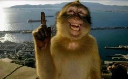 monkey Meme Template