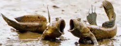 Mudskipper Meme Template