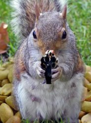 Gun squirrel Meme Template
