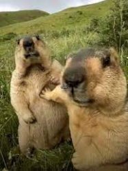 Hol Up Marmots Meme Template