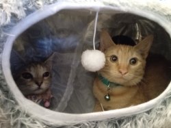 Bro How Did Both Cats Get In There? Meme Template