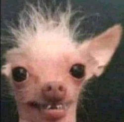 ugly dog Meme Template