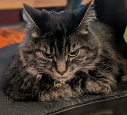 Jaq the grumpy Cat Meme Template