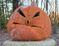 Rotten pumpkin Meme Template