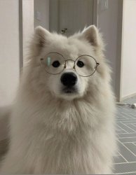 Smart samoyed Meme Template