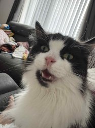 Fluffy scared Meme Template