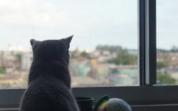 Cat looking out of the window, cropped. Meme Template
