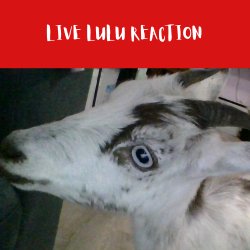 live lulu reaction Meme Template