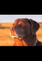 Sun Dog Meme Template