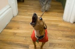 Chrisjoines1 Meme Template