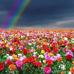 Rainbow Field Meme Template